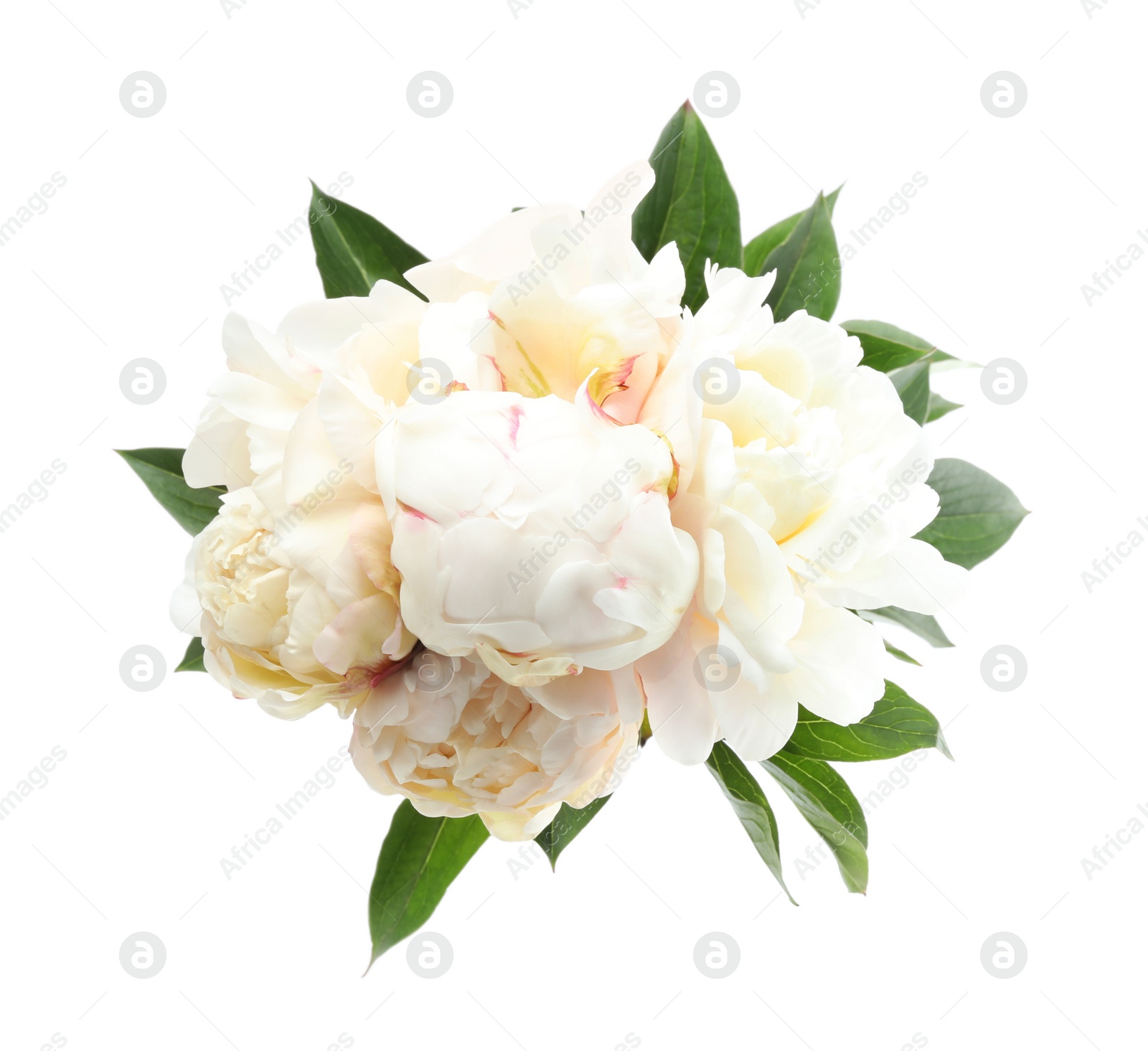 Photo of Bouquet of beautiful peonies on white background