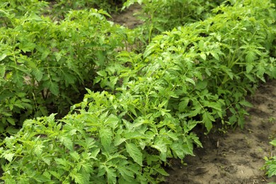 Photo of Tomato plants with green leaves growing in garden