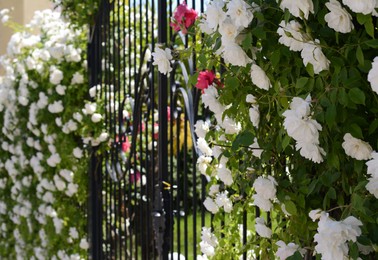 Photo of Beautiful blooming rose bush on metal gate outdoors