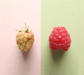 Photo of Ripe and unripe raspberries on color background, flat lay