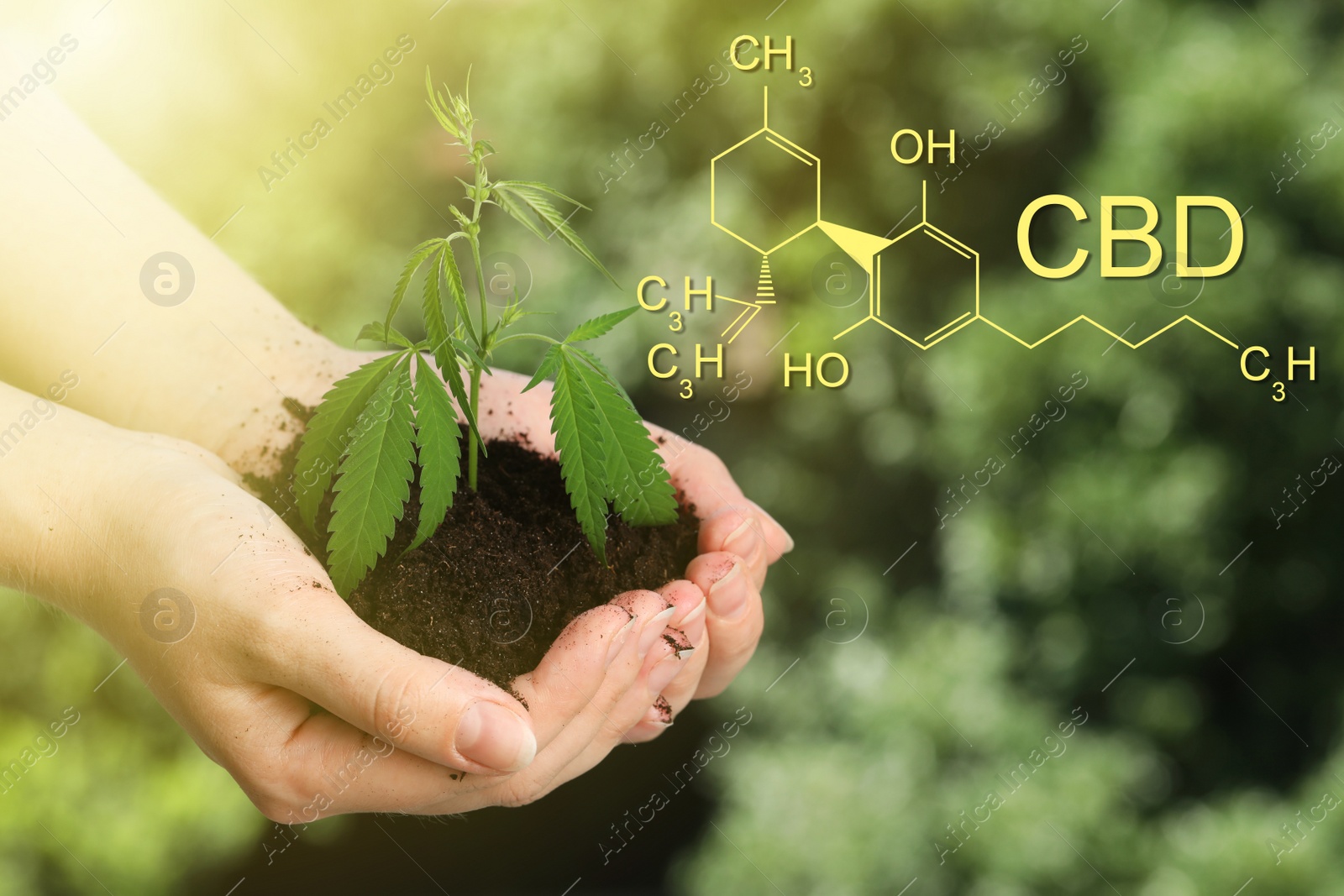 Image of Woman holding green hemp plant in soil outdoors, closeup