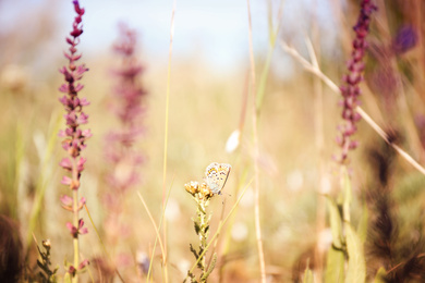 Photo of Beautiful Adonis blue butterfly on plant in field, closeup