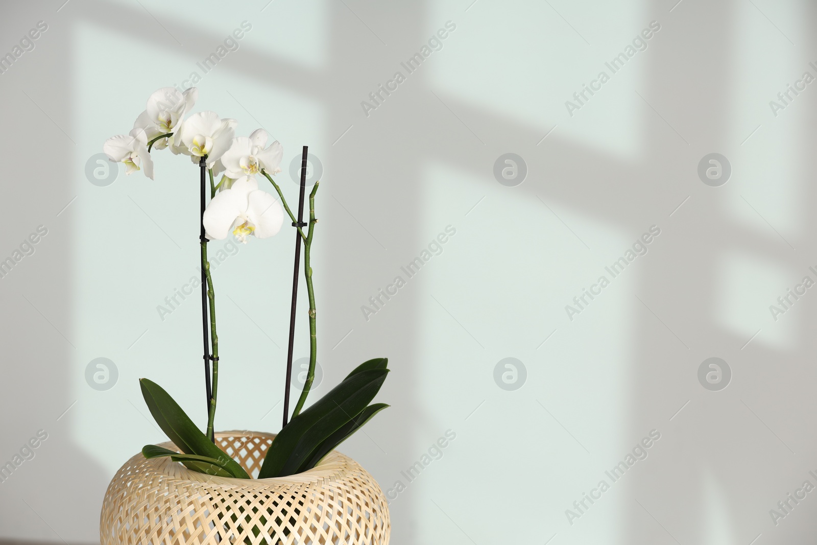 Photo of Blooming orchid flower in pot against white wall, space for text