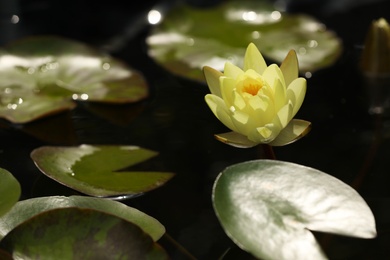 Beautiful white lotus flower and leaves in pond