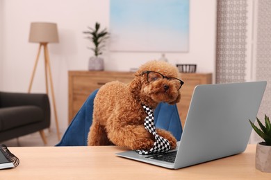 Photo of Cute Maltipoo dog wearing checkered tie and glasses at desk with laptop in room. Lovely pet