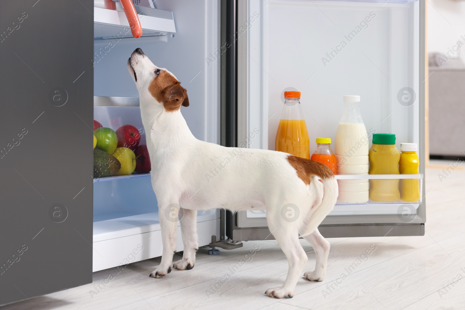 Photo of Cute Jack Russell Terrier trying to steal sausage from refrigerator indoors