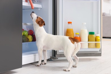 Cute Jack Russell Terrier trying to steal sausage from refrigerator indoors