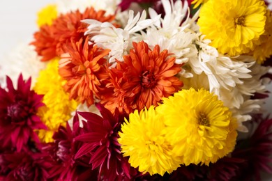 Photo of Many beautiful and colorful chrysanthemum flowers, closeup