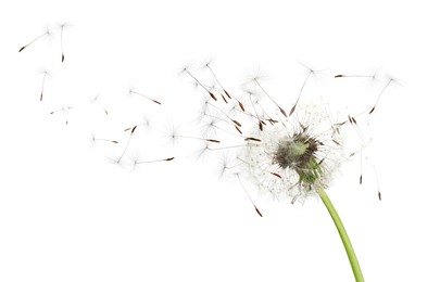 Image of Beautiful puffy dandelion blowball and flying seeds on white background