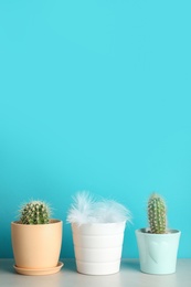 Pots with cacti and one with feathers on table against color background