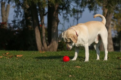 Yellow Labrador with ball in park on sunny day