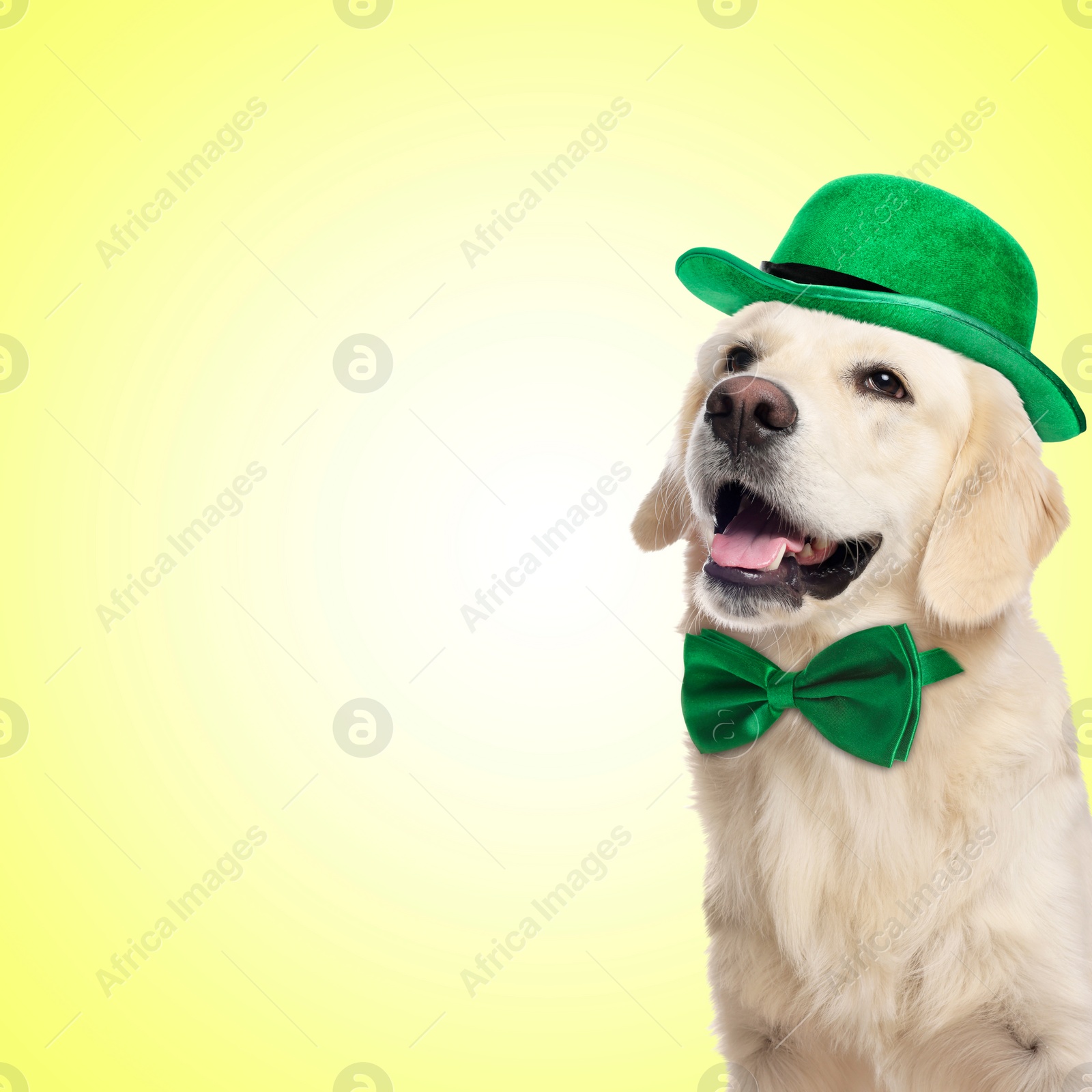 Image of St. Patrick's day celebration. Cute Golden Retriever dog with leprechaun hat and green bow tie on yellow background. Space for text