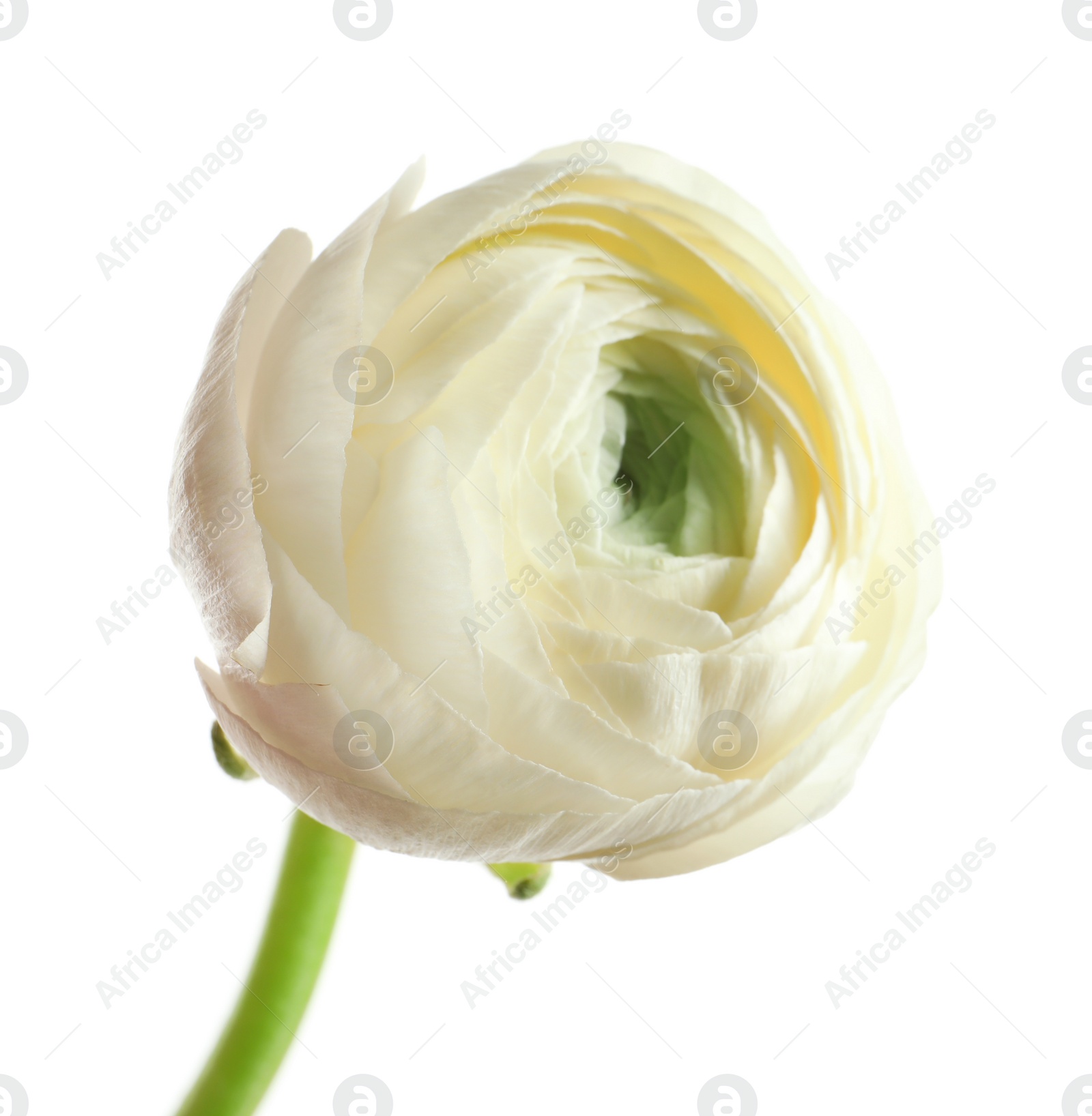 Photo of Beautiful ranunculus flower on white background