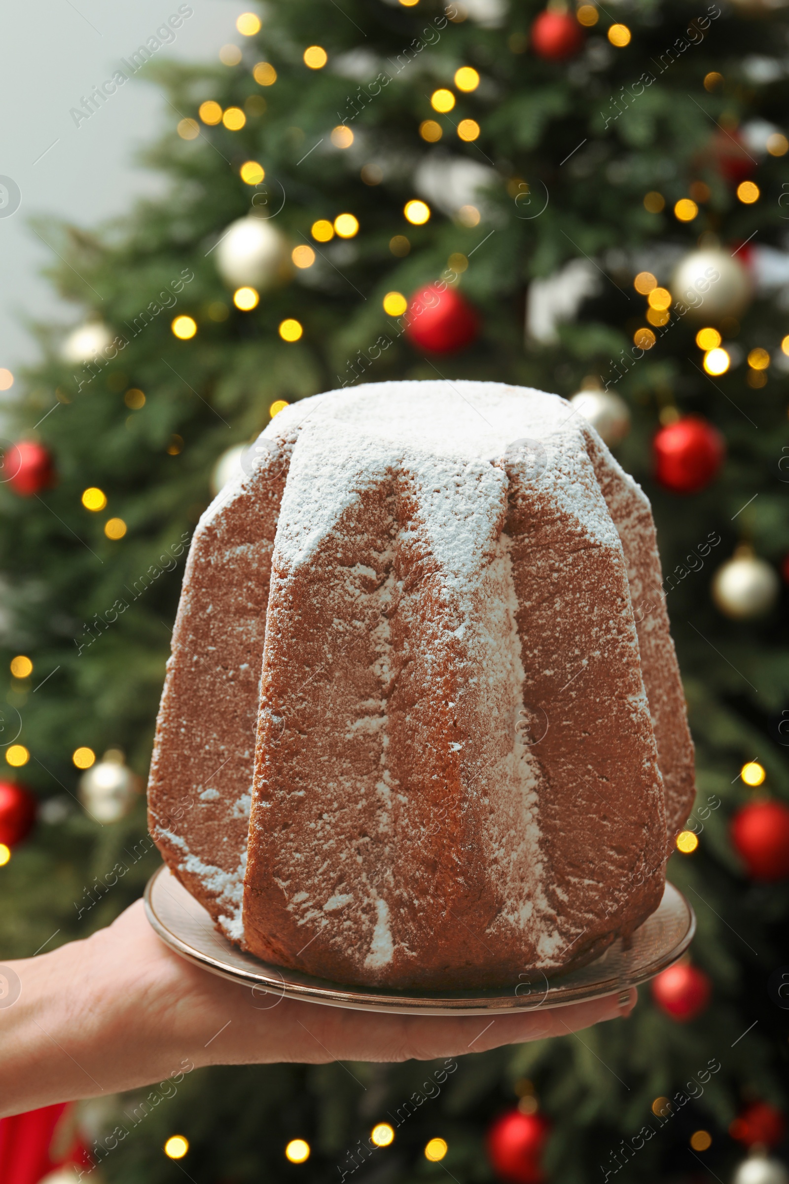 Photo of Woman holding delicious Pandoro cake decorated with powdered sugar near Christmas tree, closeup. Traditional Italian pastry