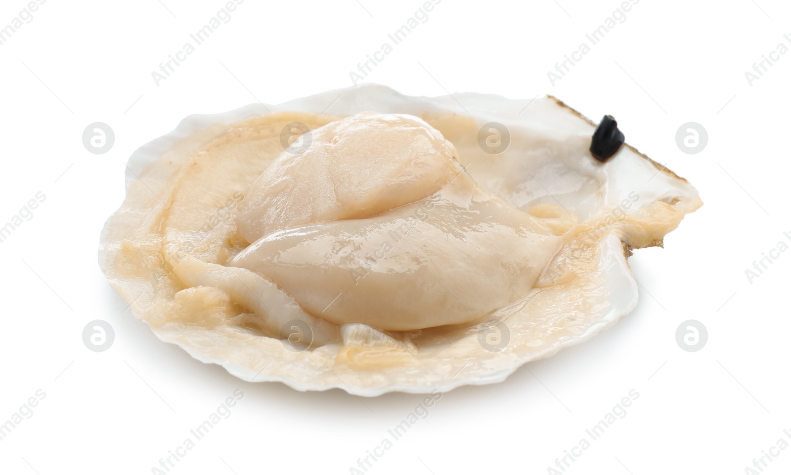 Photo of Fresh raw scallop in shell isolated on white