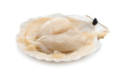 Fresh raw scallop in shell isolated on white