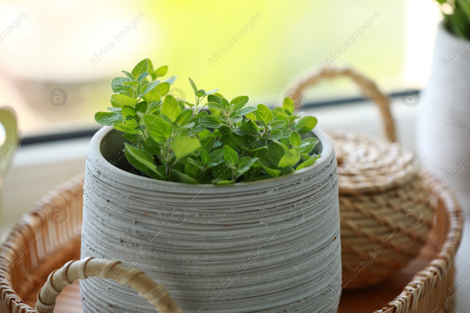 Photo of Aromatic potted oregano on window sill indoors, closeup
