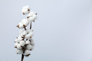 Photo of Beautiful cotton branch with fluffy flowers on light background, space for text