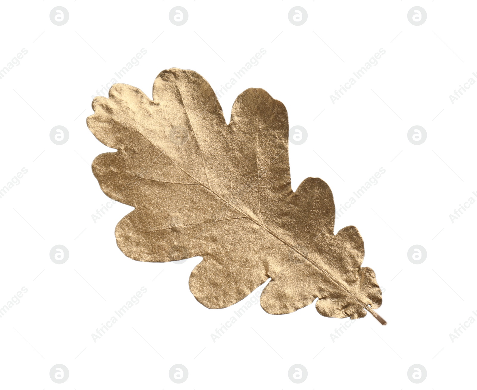 Photo of One golden oak leaf isolated on white. Autumn season