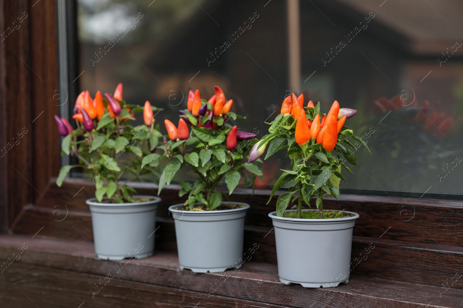 Photo of Capsicum Annuum plants. Many potted rainbow multicolor chili peppers near window outdoors