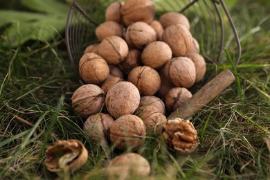 Photo of Overturned metal basket with walnuts on green grass outdoors, closeup