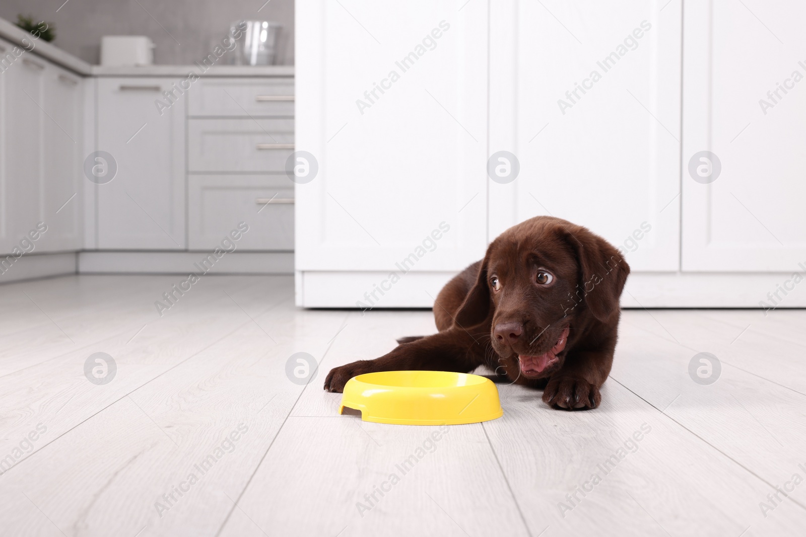 Photo of Cute chocolate Labrador Retriever puppy with feeding bowl on floor in kitchen, space for text. Lovely pet