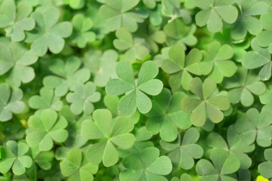 Photo of Top view of beautiful green clover leaves