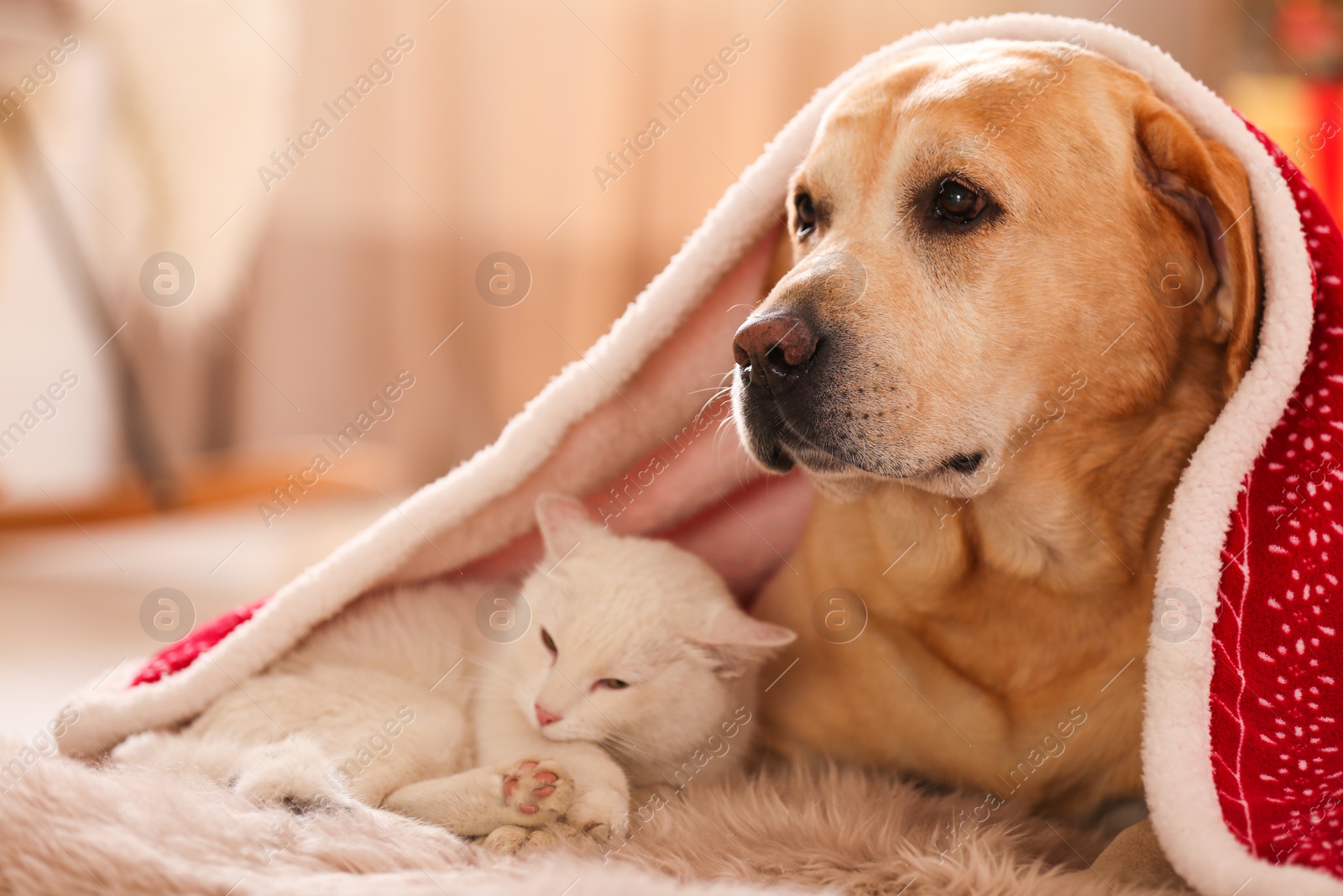 Photo of Adorable dog and cat together under blanket at room decorated for Christmas. Cute pets