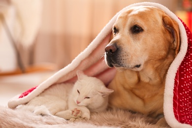 Adorable dog and cat together under blanket at room decorated for Christmas. Cute pets