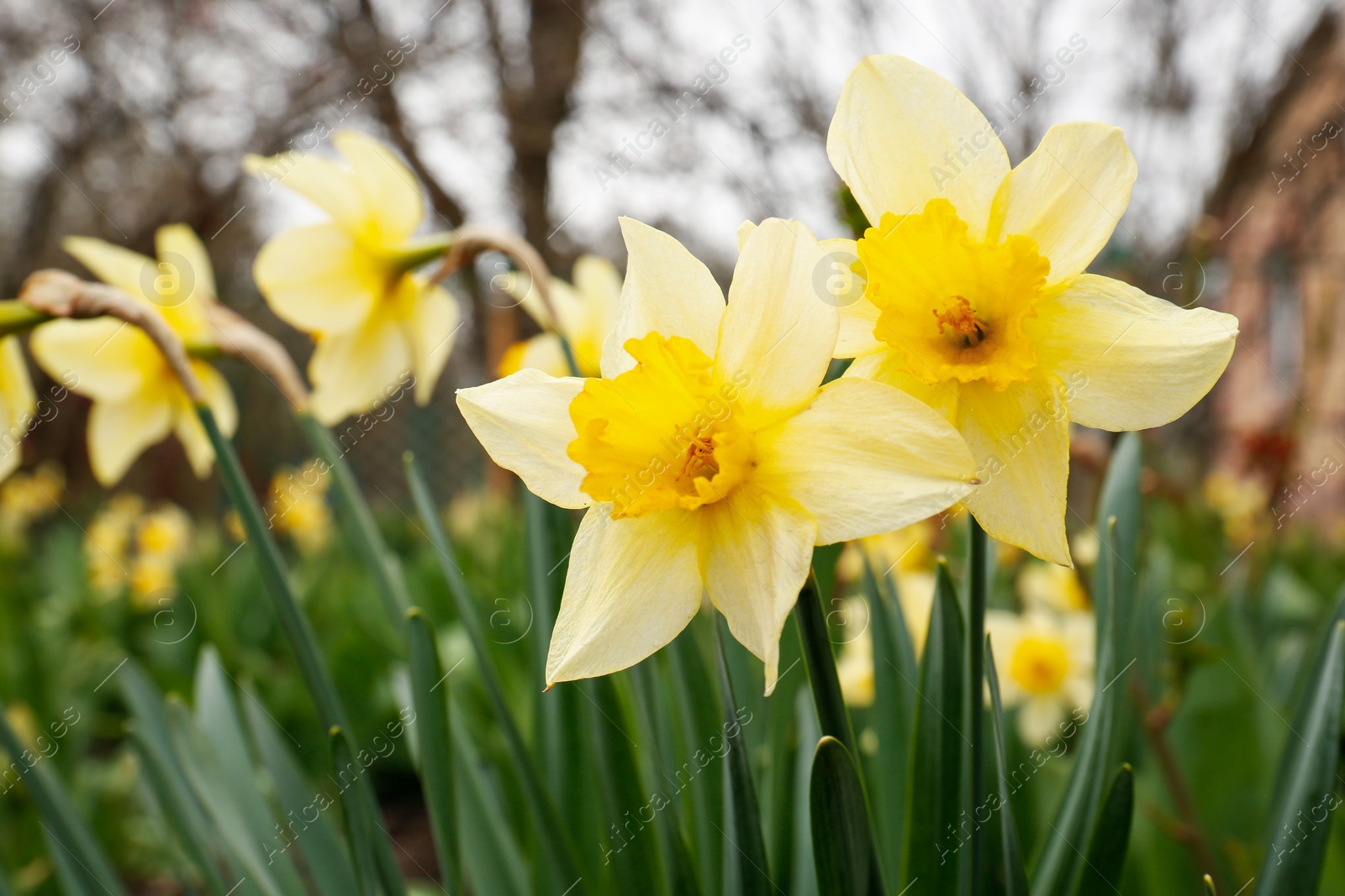 Photo of Beautiful blooming daffodils growing in garden, closeup. Spring flower