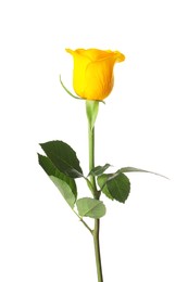 Beautiful fresh yellow rose isolated on white