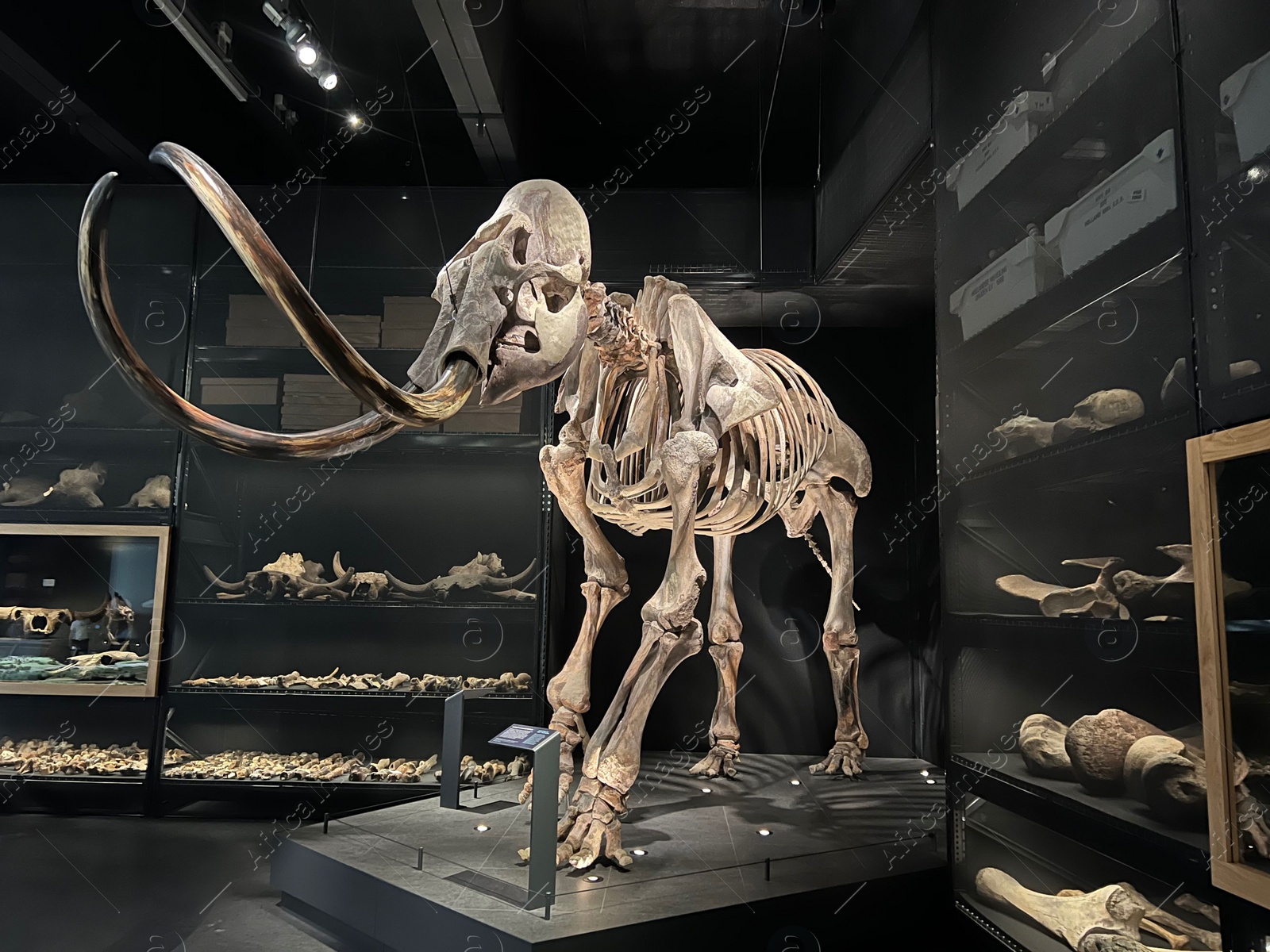 Photo of Leiden, Netherlands - June 18, 2022: Life size skeleton of Mammoth in Naturalis Biodiversity Center