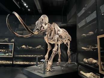 Leiden, Netherlands - June 18, 2022: Life size skeleton of Mammoth in Naturalis Biodiversity Center