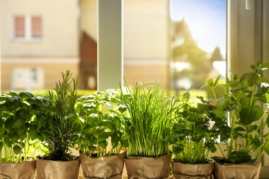 Photo of Different aromatic potted herbs near window indoors