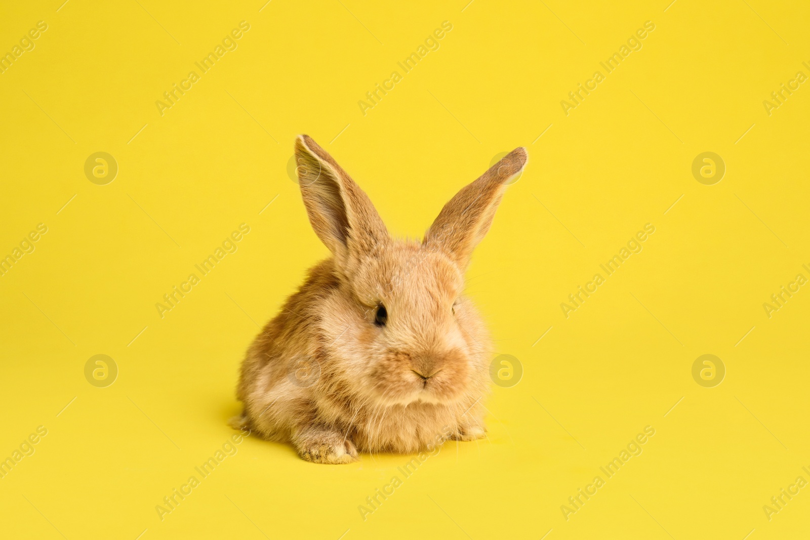 Photo of Adorable furry Easter bunny on color background