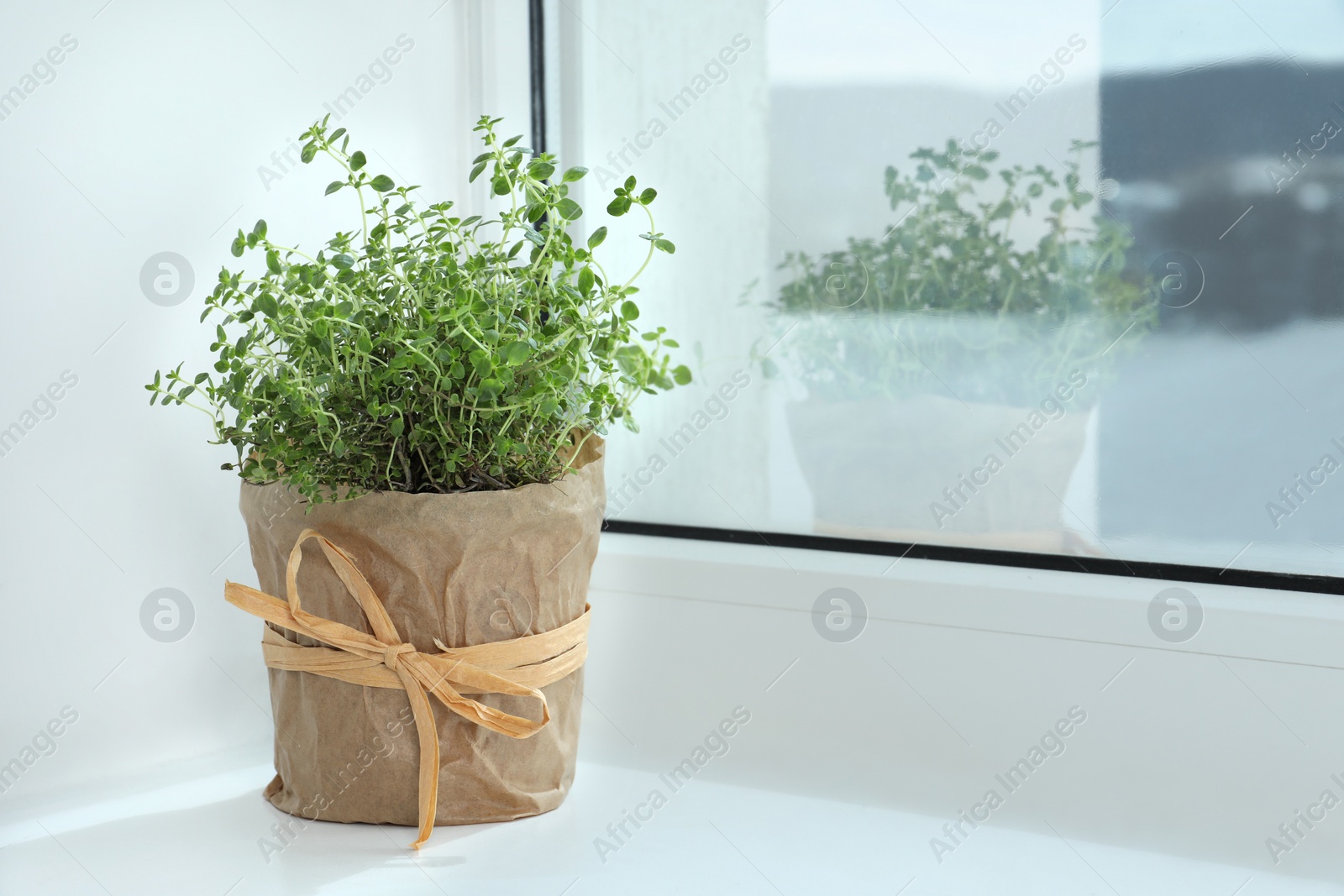 Photo of Fresh potted thyme on windowsill indoors. Space for text