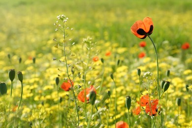 Beautiful flowers growing in meadow on sunny day