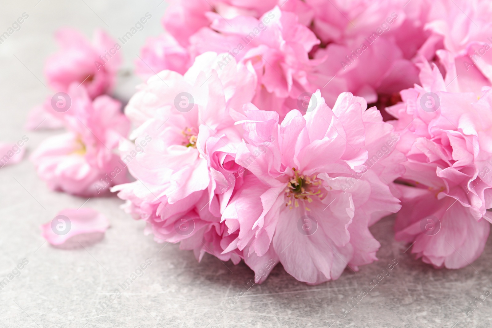 Photo of Beautiful sakura tree blossoms on grey stone table, closeup