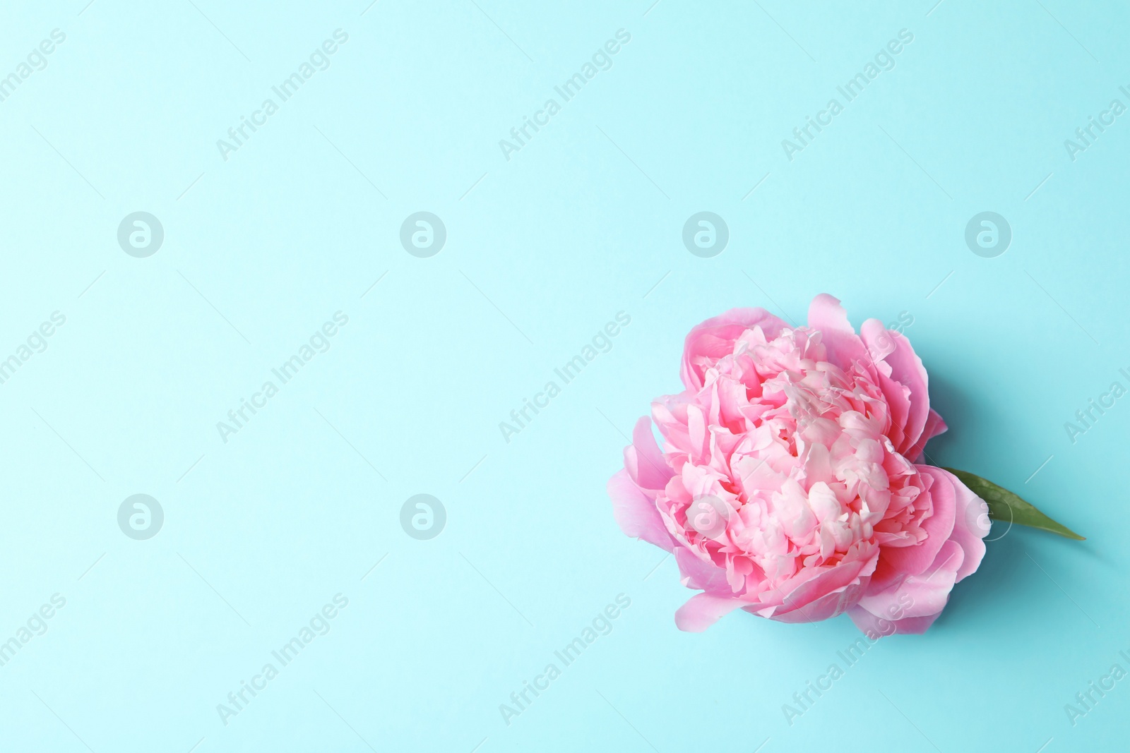 Photo of Beautiful fragrant peony flower on color  background