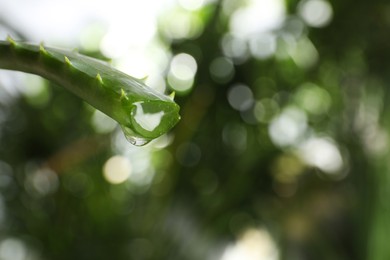 Photo of Aloe vera leaf with dripping juice against blurred background, closeup. Space for text