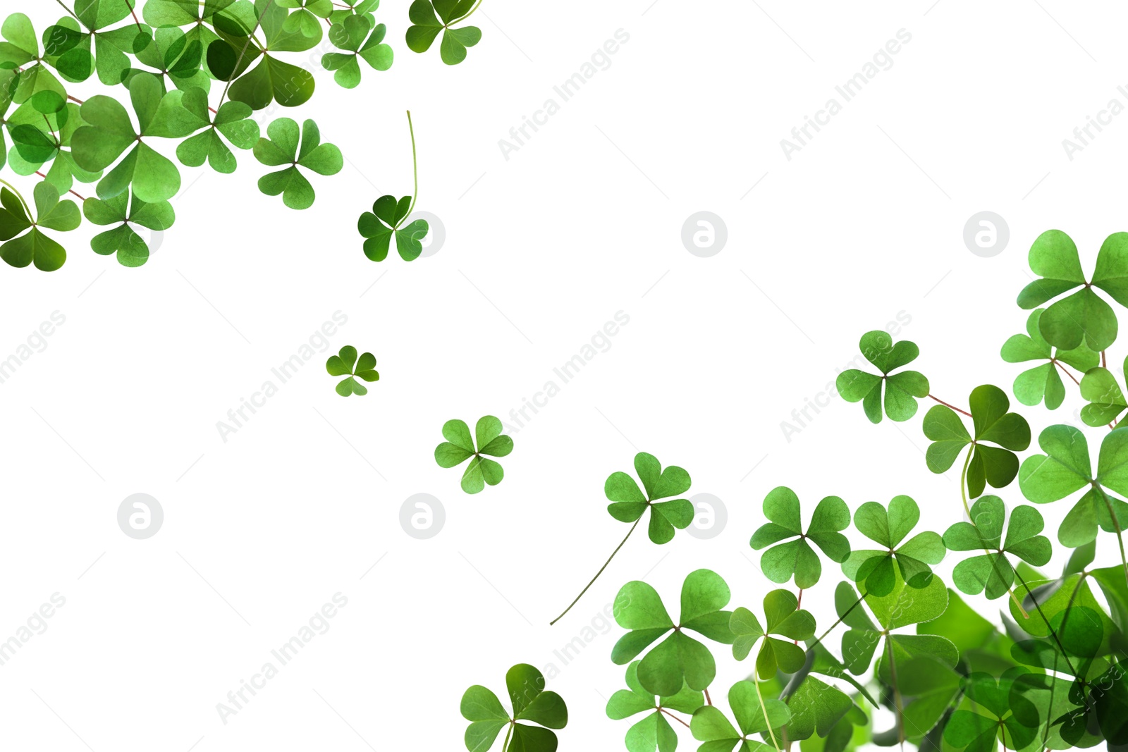 Image of Fresh green clover leaves on white background. St. Patrick's Day 