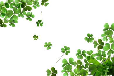 Image of Fresh green clover leaves on white background. St. Patrick's Day 