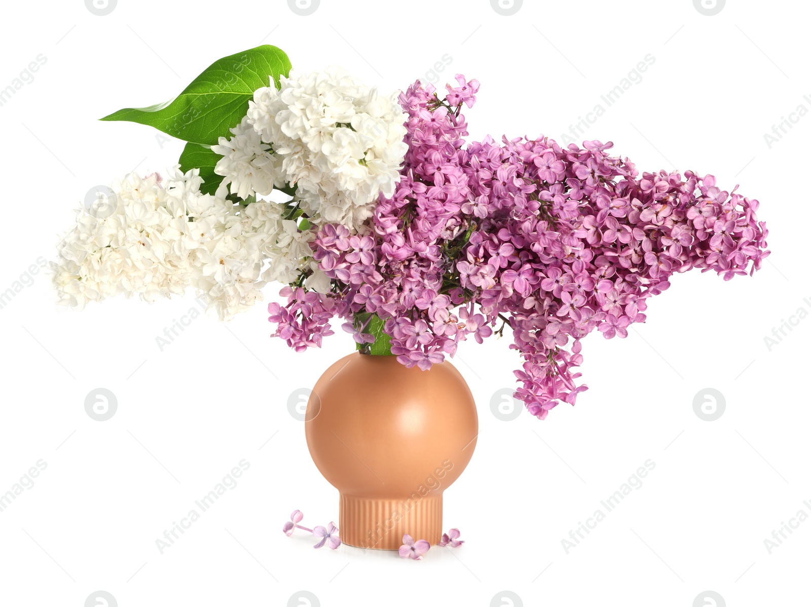 Photo of Beautiful lilac flowers in vase isolated on white