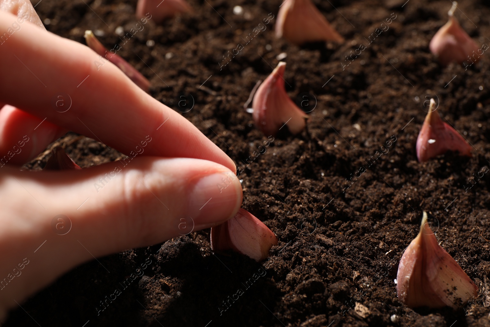 Photo of Woman planting garlic cloves into fertile soil, closeup. Space for text