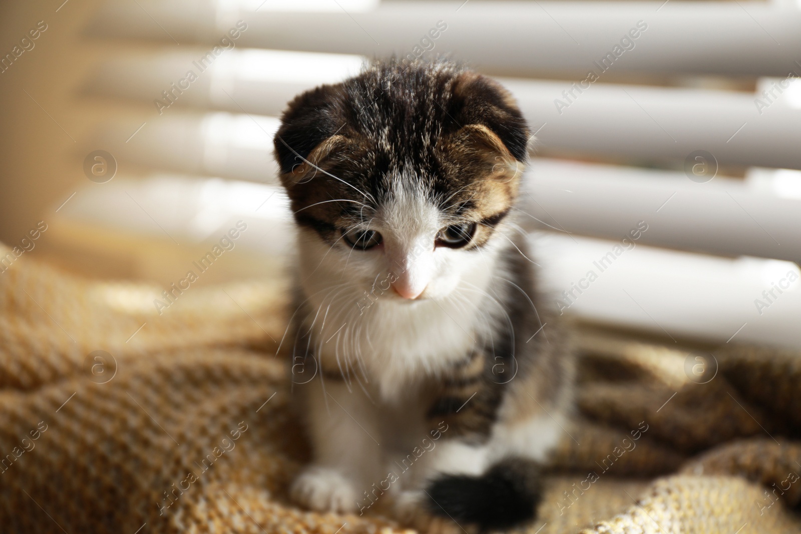 Photo of Adorable little kitten sitting on blanket near window indoors