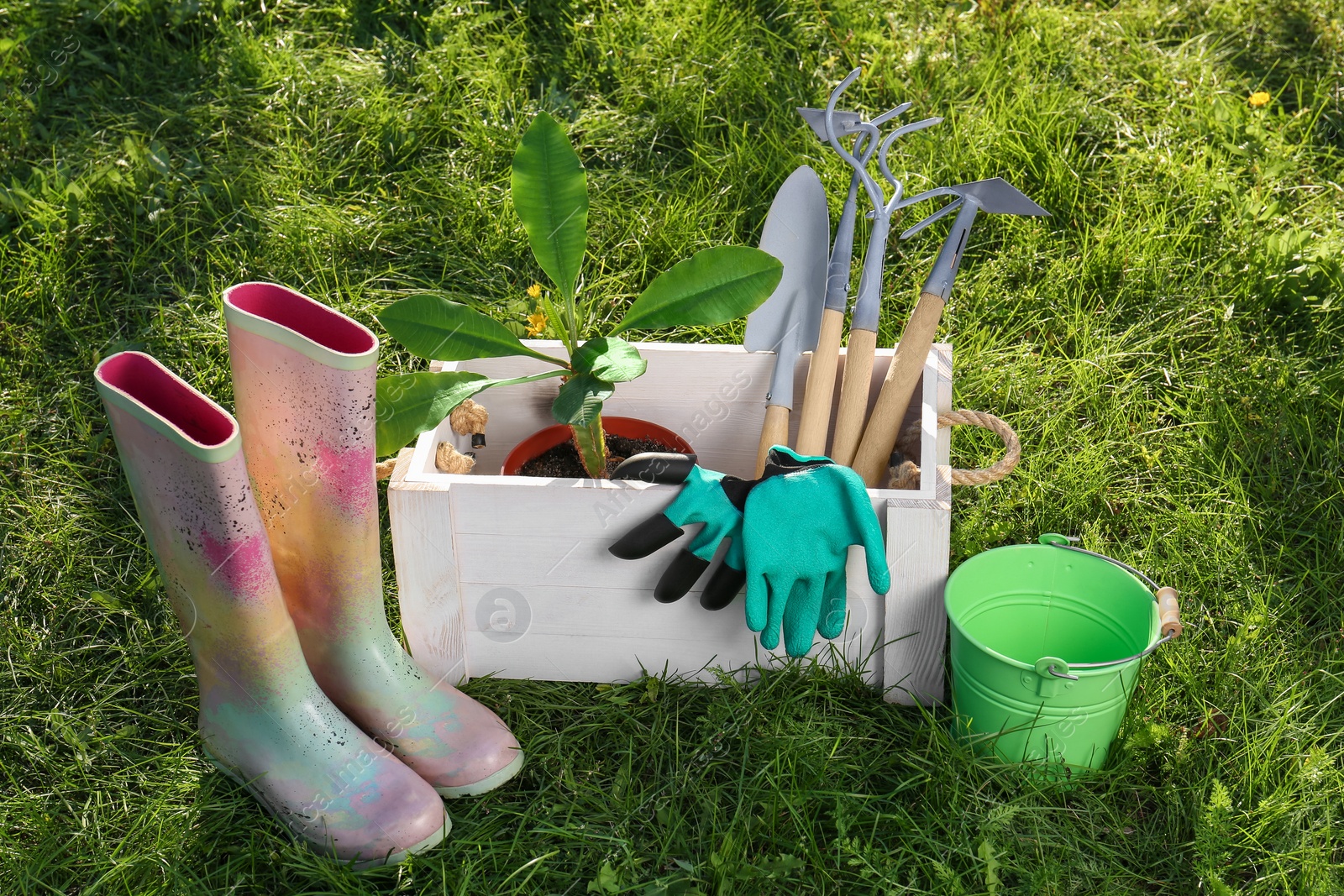 Photo of White wooden crate with plant, gloves, gardening tools and rubber boots on grass outdoors