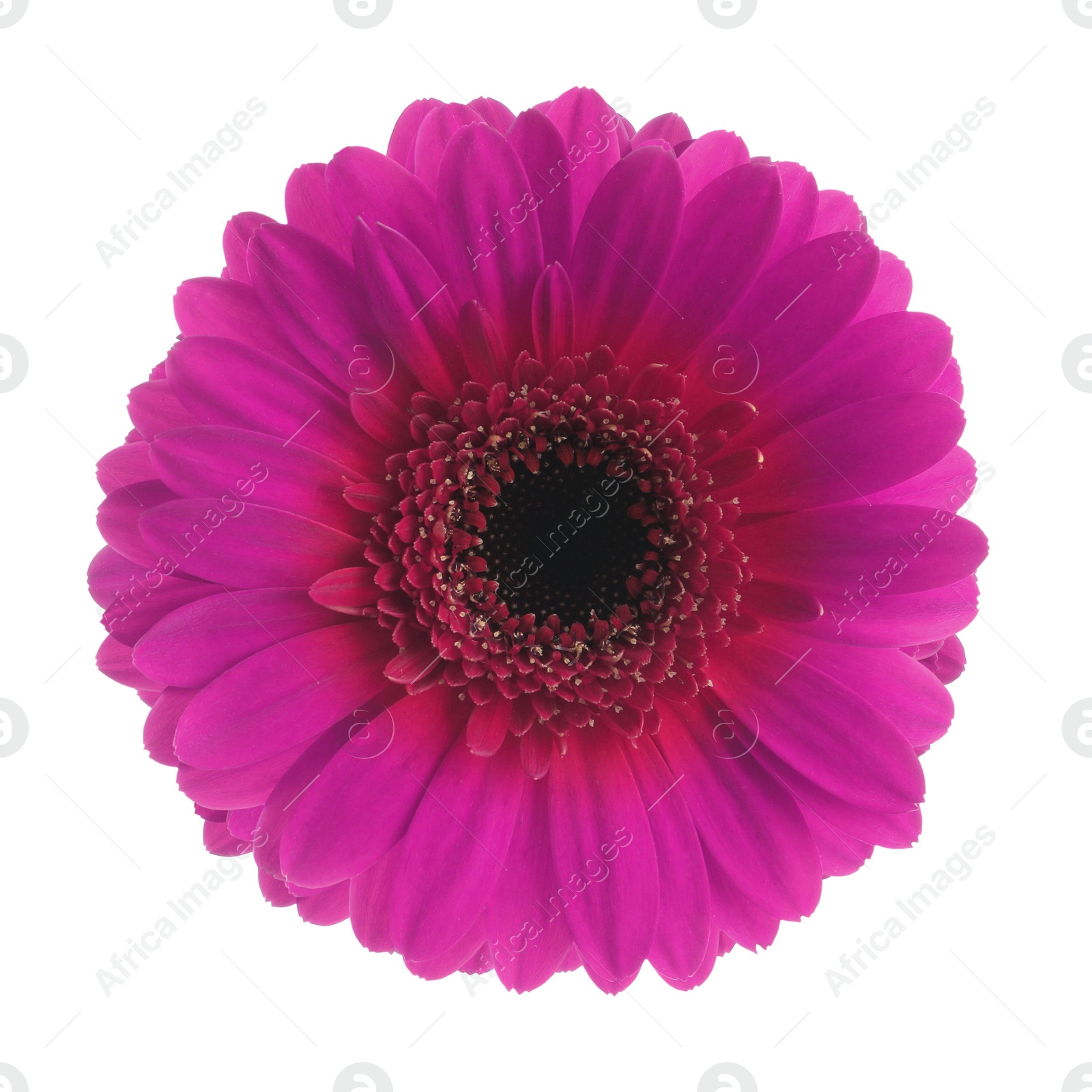 Image of Beautiful purple gerbera flower on white background