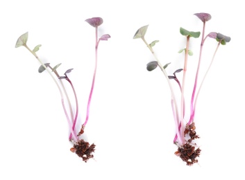 Image of Fresh organic microgreen sprouts on white background