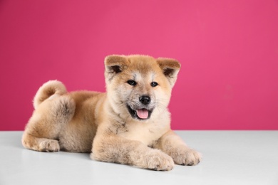 Photo of Adorable Akita Inu puppy looking into camera on pink background, space for text