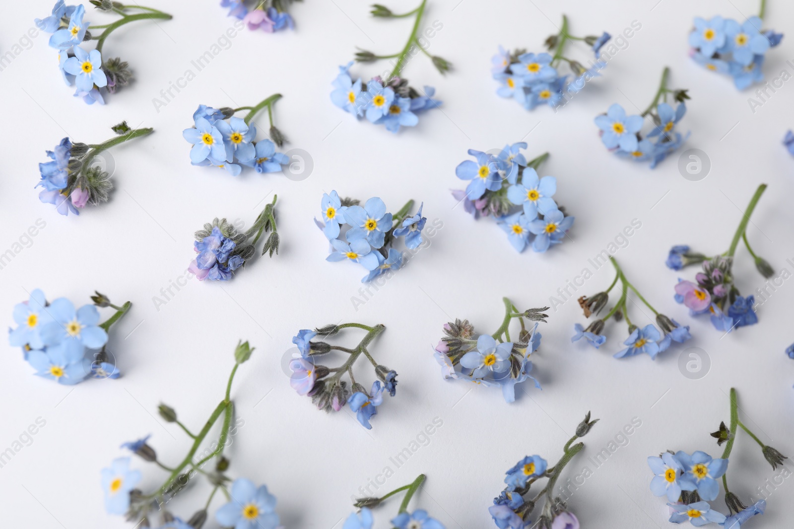 Photo of Beautiful forget-me-not flowers on white background, flat lay